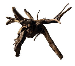 SUperfish Black spiderwood small