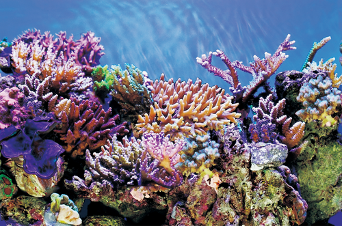 Superfish Deco poster a5 l120b61cm - afbeelding 1