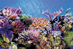 Superfish Deco poster a5 l120b61cm