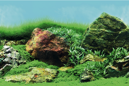 Superfish Deco poster c6 l150b61cm