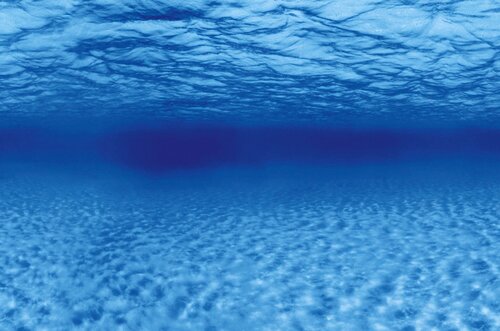 Superfish Deco poster f2 l60b49cm