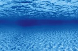 Superfish Deco poster f2 l60b49cm