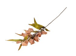 Tak bellflower l105cm bruin