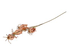 Tak gloriosa l87cm bruin
