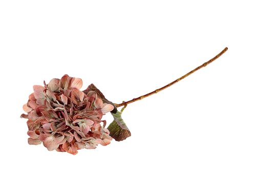 Tak hydrangea l65cm bruin