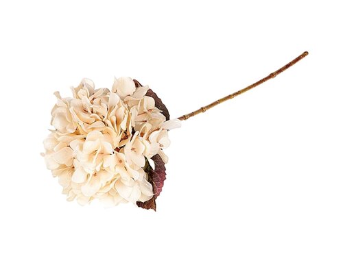 Tak hydrangea l65cm creme