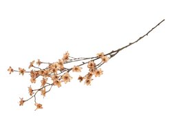 HBX Branch Blossom Almonde L111