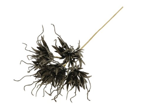 Tak spider carnation l55cm groen