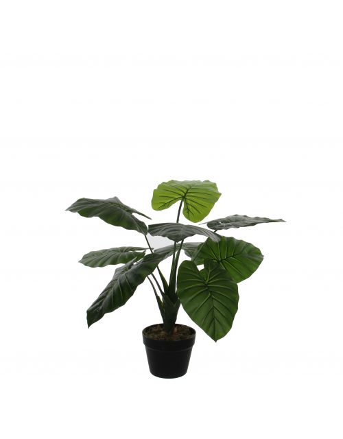 Taro in plastic pot groen - h60xd60cm