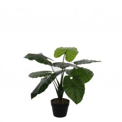 Taro in plastic pot groen - h60xd60cm