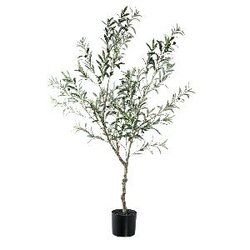 PTMD Tree Green olive tree in pot L