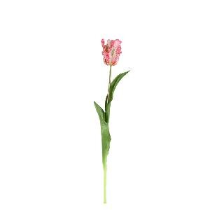 PTMD Tulip Flower Pink open tulip with leaves long