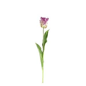 PTMD Tulip Flower Purple open tulip with leaves long