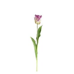 PTMD Tulip Flower Purple open tulip with leaves long