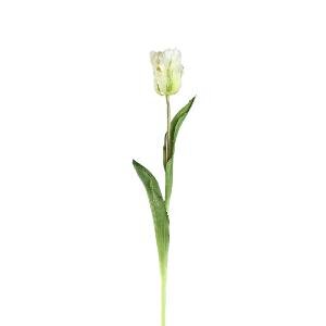 PTMD Tulip Flower White open tulip with leaves long