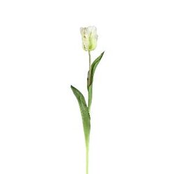 PTMD Tulip Flower White open tulip with leaves long