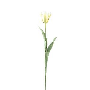 PTMD Tulip Flower White yellow with leaves