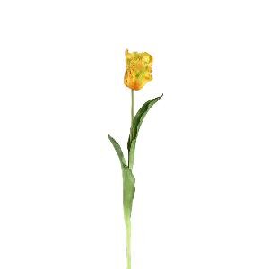 PTMD Tulip Flower Yellow open tulip with leaves long