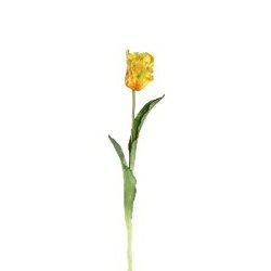 PTMD Tulip Flower Yellow open tulip with leaves long