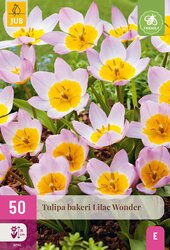 Tulipa bakeri lilac wonder 50st - afbeelding 2