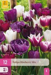Tulipa blueberry mix 12st - afbeelding 2