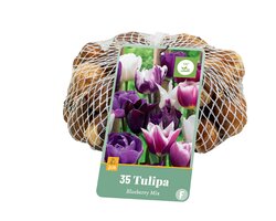 Tulipa blueberry mix 35st - afbeelding 1