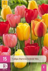 Tulipa darwin hybride mix 15st - afbeelding 2