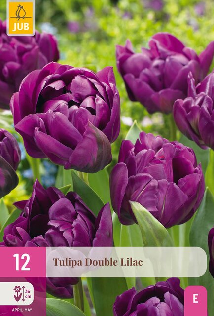 Tulipa double lilac 12st - afbeelding 1