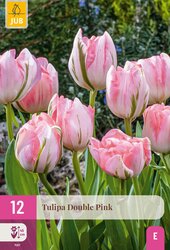 Tulipa double pink 12st - afbeelding 1