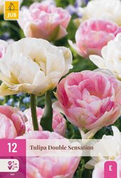 Tulipa double sensation 12st - afbeelding 2