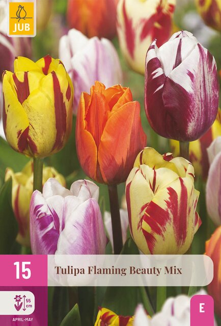 Tulipa flaming beauty mix 15st - afbeelding 1