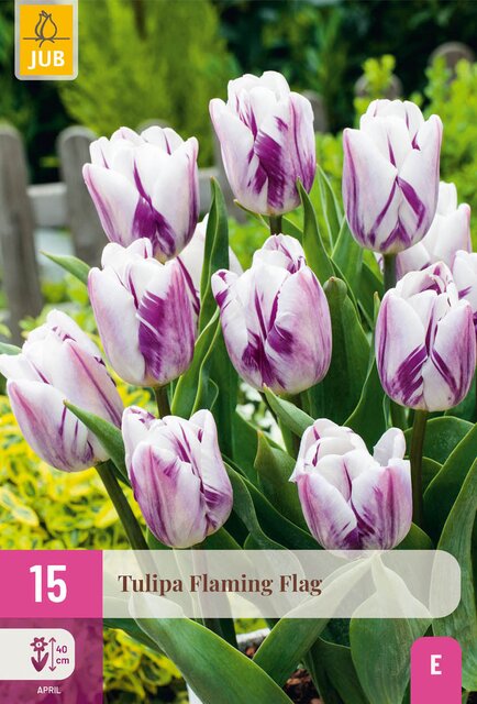 Tulipa flaming flag 15st - afbeelding 1