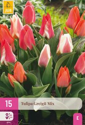 Tulipa greigii mix 15st - afbeelding 1