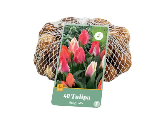 Tulipa greigii mix 40st - afbeelding 1
