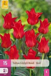 Tulipa greigii rood 15st - afbeelding 1