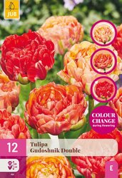 Tulipa gudoshnik double 12st - afbeelding 2