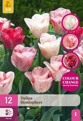Tulipa hemisphere 12st - afbeelding 2