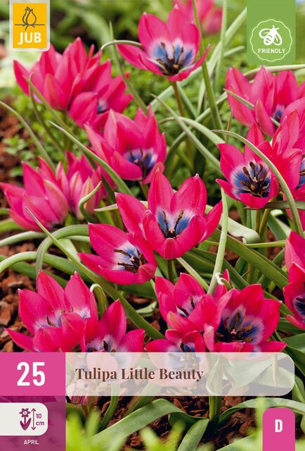 Tulipa little beauty 25st - afbeelding 1