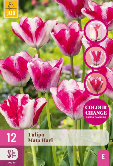 Tulipa mata hari 12st - afbeelding 1