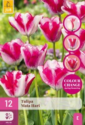 Tulipa mata hari 12st - afbeelding 1