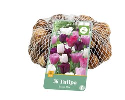 Tulipa pastel mix 40 st - afbeelding 1
