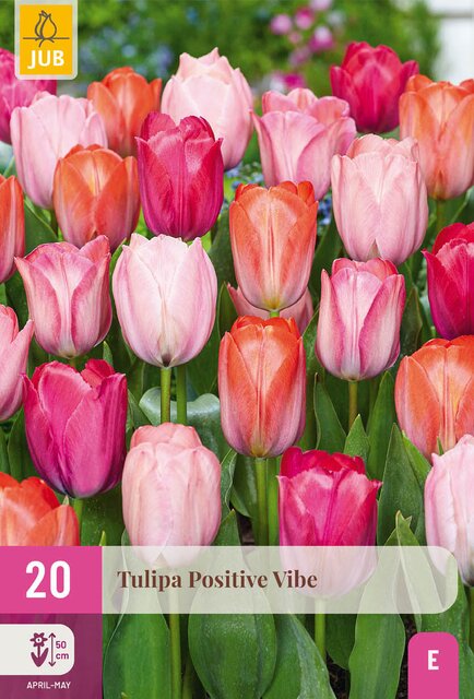 Tulipa positive vibe 20st - afbeelding 1