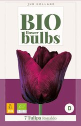 Tulipa ronaldo bio 7st - afbeelding 2