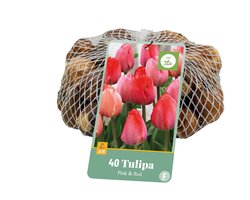 Tulipa roze/rood 40st - afbeelding 2