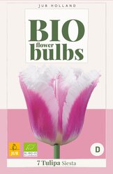 Tulipa siesta 7st - afbeelding 2