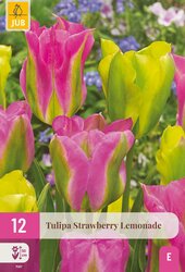 Tulipa strawberry lemonade 12st - afbeelding 1