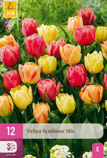 Tulipa symbiose mix 12st - afbeelding 1
