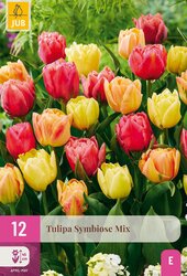 Tulipa symbiose mix 12st - afbeelding 2