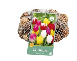 Tulipa triumph mix 35st - afbeelding 1