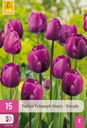 Tulipa triumph paars 15st - afbeelding 1